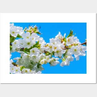 Cherry blossom flowers in spring Posters and Art